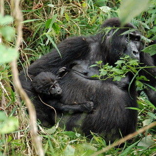 Bwindi - Gorilla with youngster
